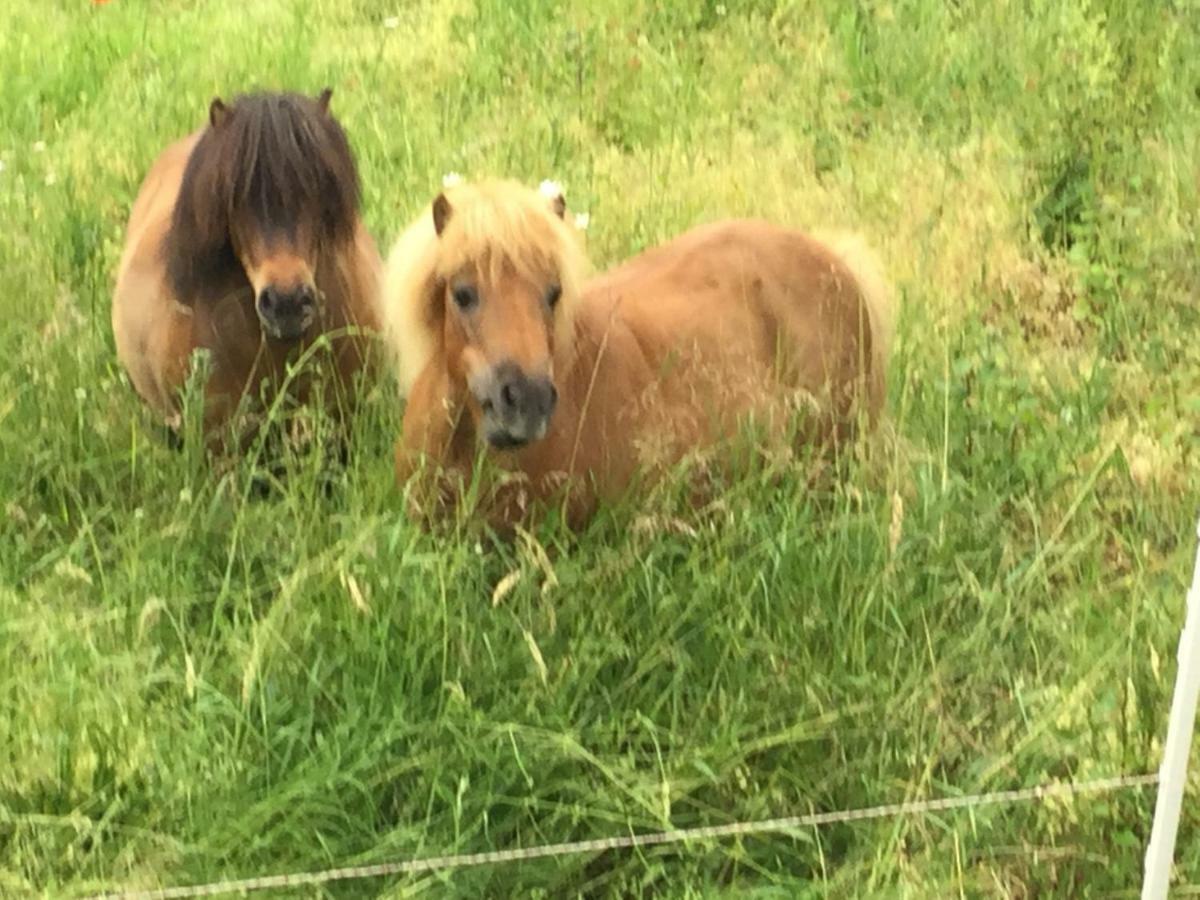 zu Jeddelohs Bungalows Gladenbach Zewnętrze zdjęcie
